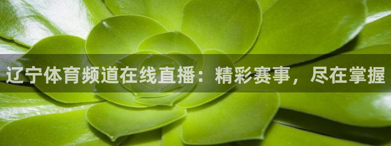 辽宁体育频道在线直播：精彩赛事，尽在掌握