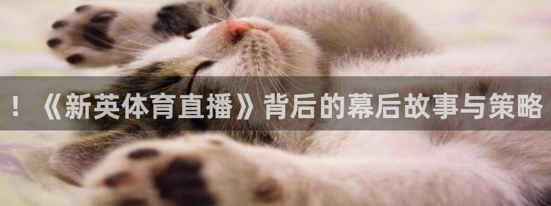 ！《新英体育直播》背后的幕后故事与策略